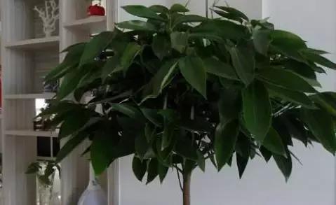 哪些植物在家种植能快速盈利