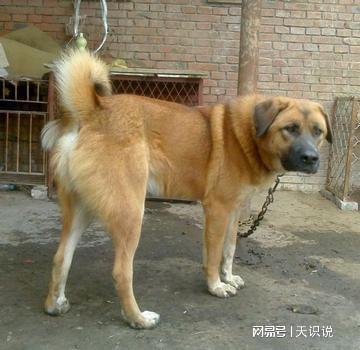 土狗养殖中哪些品种最具盈利潜力