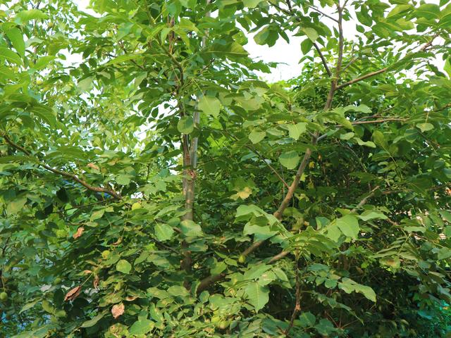 哪些树木能带来高收益探究价值树种植之道