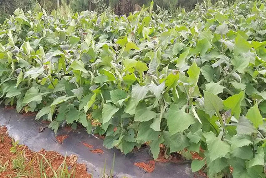 哪些水果在美国种植能盈利高