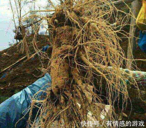 哪些药材适合在家种植能带来经济效益