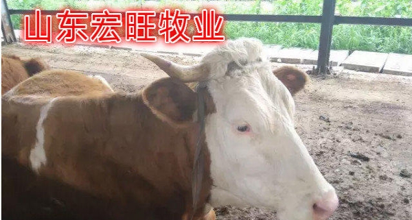 呼和浩特养牛哪家强哪些品种更赚钱