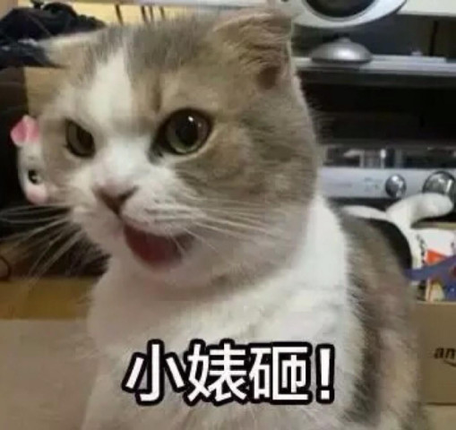 嗨猫喵真的能赚钱揭秘宠物猫的盈利之道