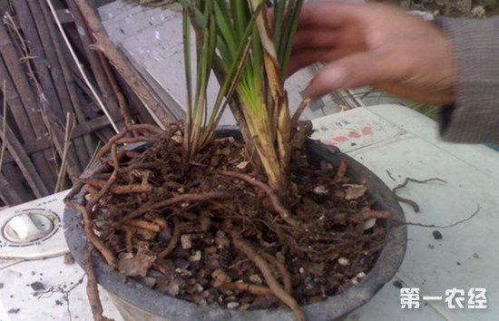 哪些草种能在头条赚钱养花品种大揭秘