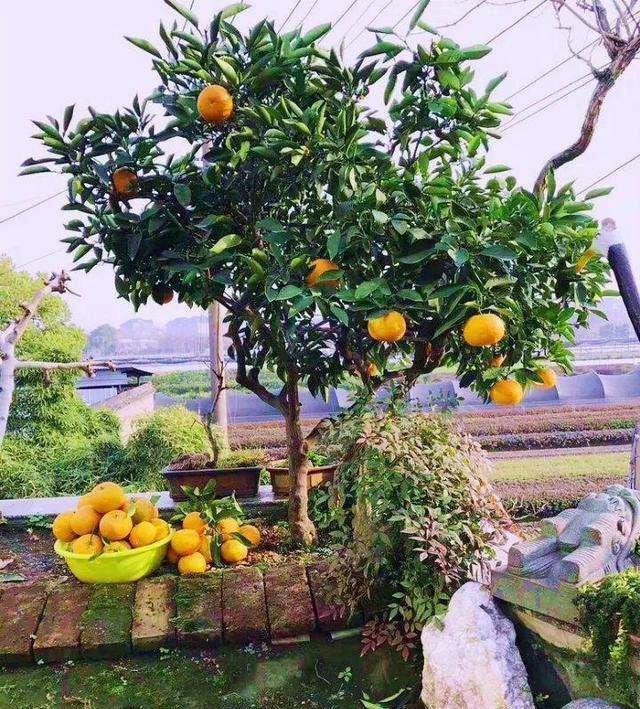 哪些水果适合在家种植以盈利