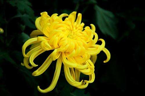 哪个国家种菊花最赚钱菊花竟成哪国国花