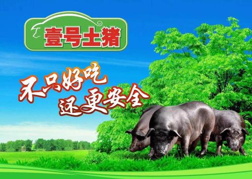 土猪如何成为赚钱高手