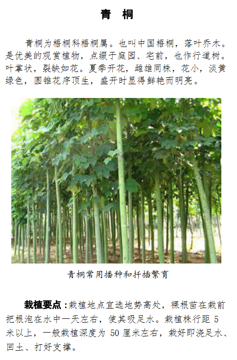 哪些树木种植能快速获利土地增值选择指南