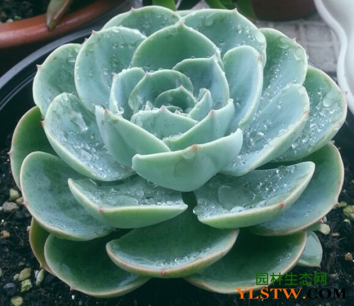 在家养多肉植物真的能赚钱吗
