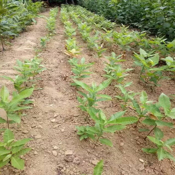 呼和浩特种植树苗如何实现盈利