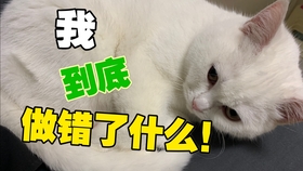 在大城市卖猫真的能赚钱吗