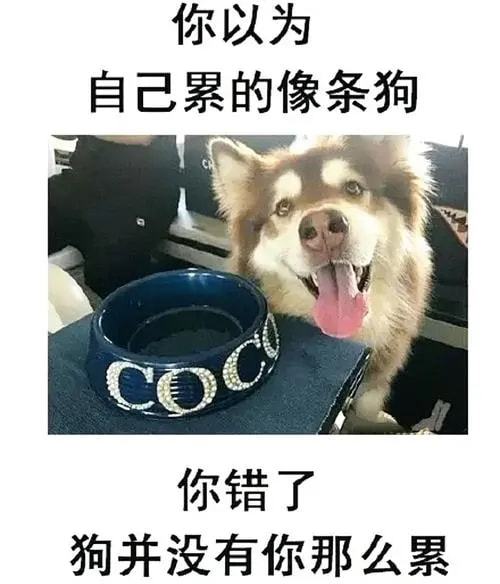 如何吱吱吸金实现吱吖赚钱之道