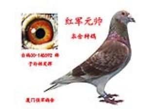 如何后期养鸽盈利掌握哪些实用小技巧