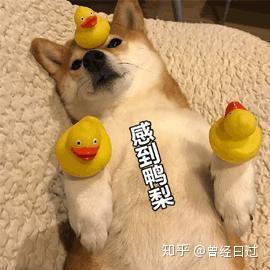 如何下载赚钱版的奔跑吧狗狗趣味奔跑狗表情包等你来拿