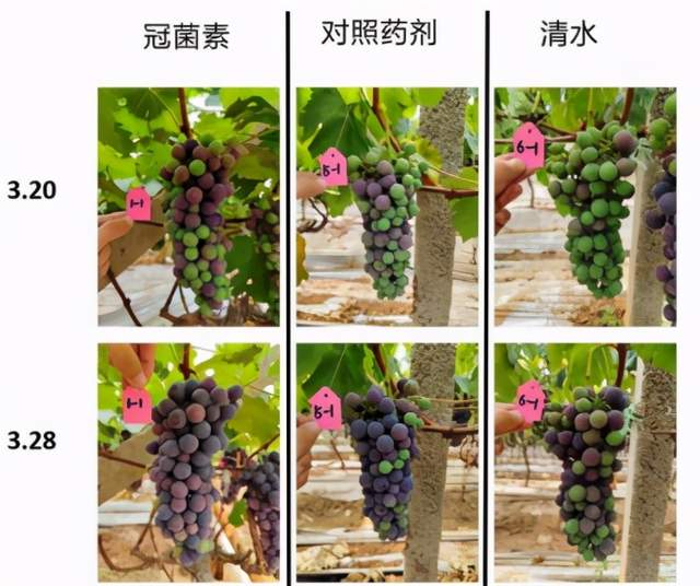 月宫中哪种树木种植最能盈利