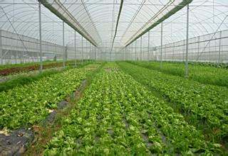 杭州种植哪种蔬菜最赚钱探究本地高效益农业选择