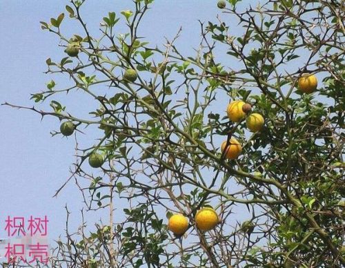 果园里种哪些作物能盈利地下搭配哪些最佳