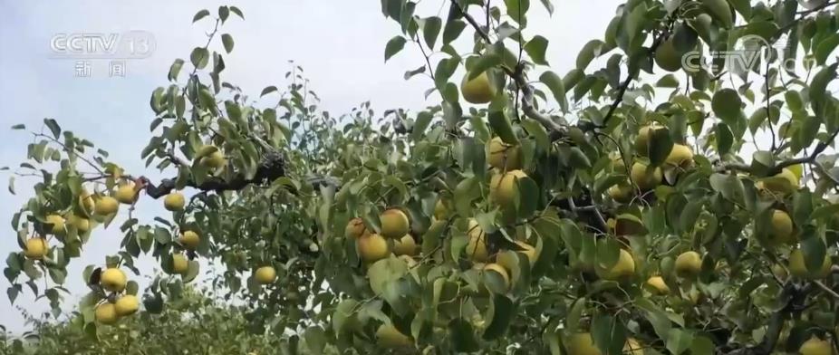 果园养殖真的能盈利吗需要哪些手续