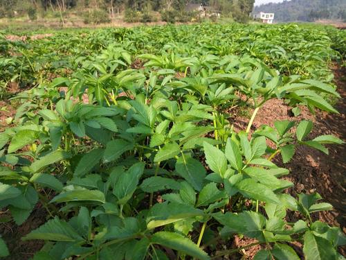 惠州种植哪些药材利润高哪些药材赚钱多