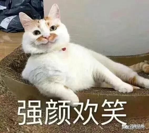 想靠养猫赚钱从养几只开始最合适