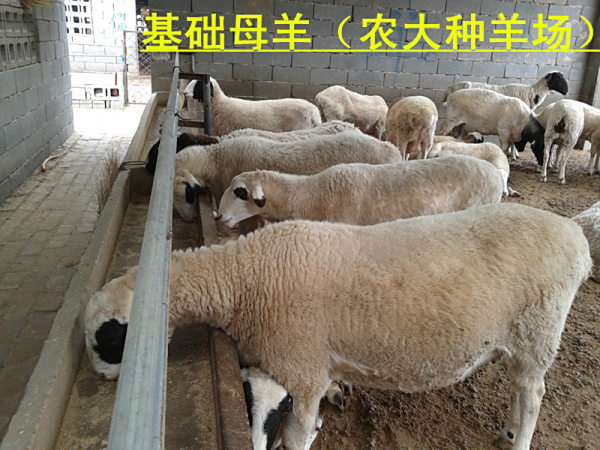 杭州养羊盈利性如何搭建经济实用羊棚指南