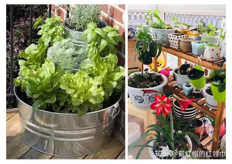 香港种菜能赚钱吗哪些蔬菜是种植首选