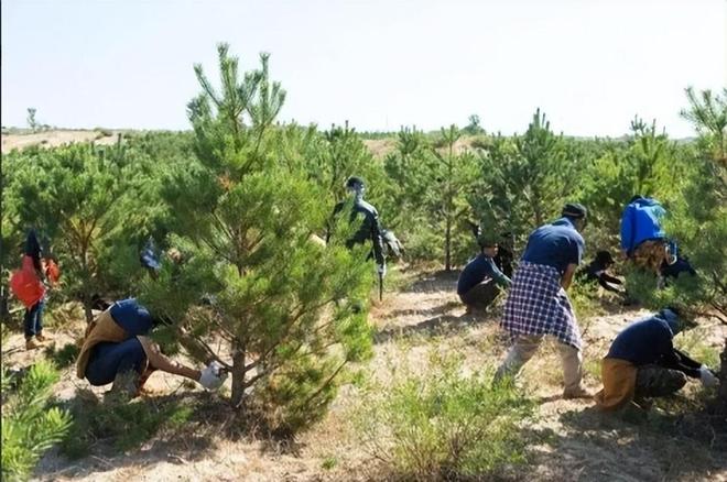 戈壁种树能否盈利适宜戈壁种植的树种揭秘