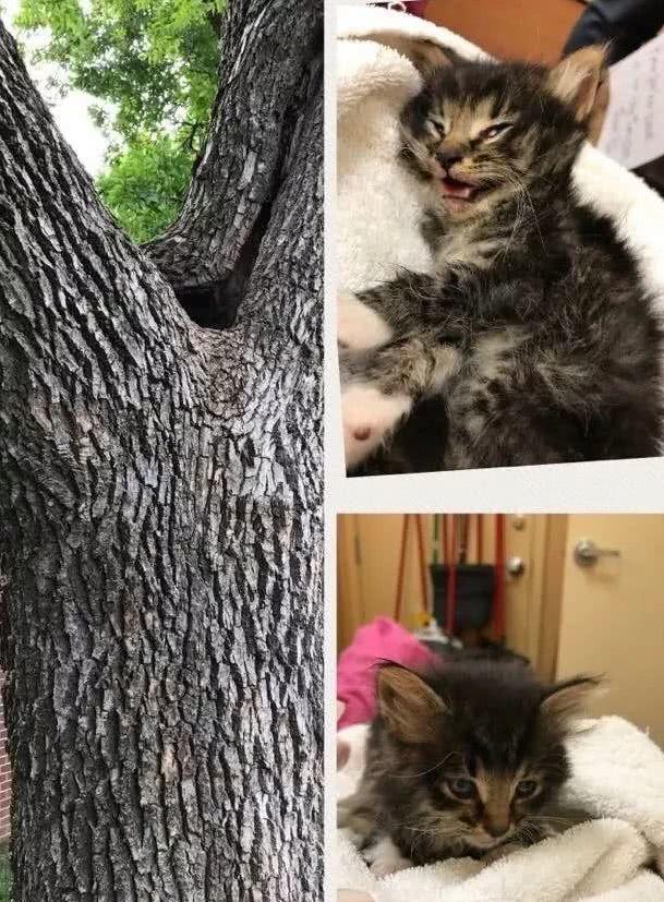 树洞赚钱是真的吗天空猫的收益揭秘