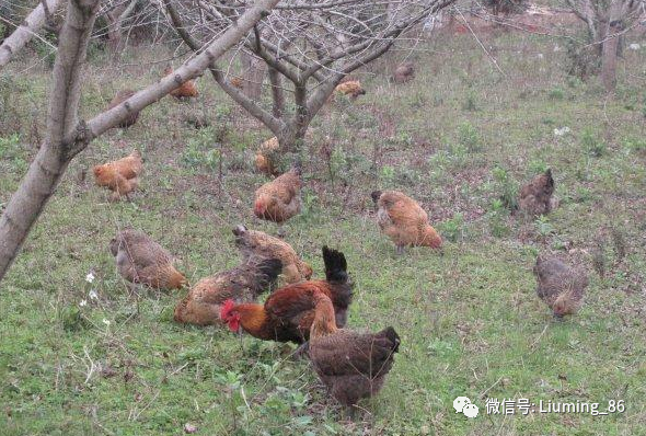 果园养殖兔子如何实现盈利