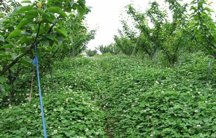果园中哪些牧草品种能赚钱如何选择致富种植项