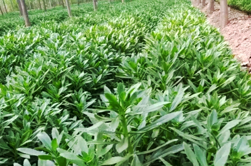 校园种植哪种草药能盈利学校应选哪种草植