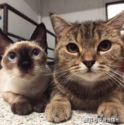 拍照与猫咪共赚风水钱有哪些风水讲究