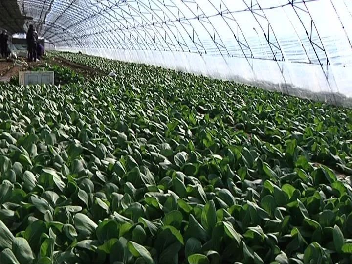 果园中哪些蔬菜盈利高最佳草种选择又是哪些