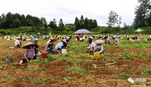 校园种植园选哪种药材最赚钱学校适宜种什么