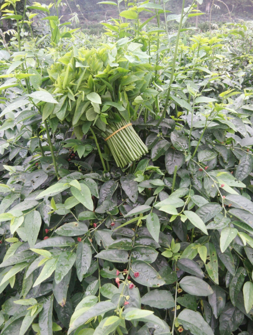 惠州种植哪些植物能盈利哪里适合树木栽培