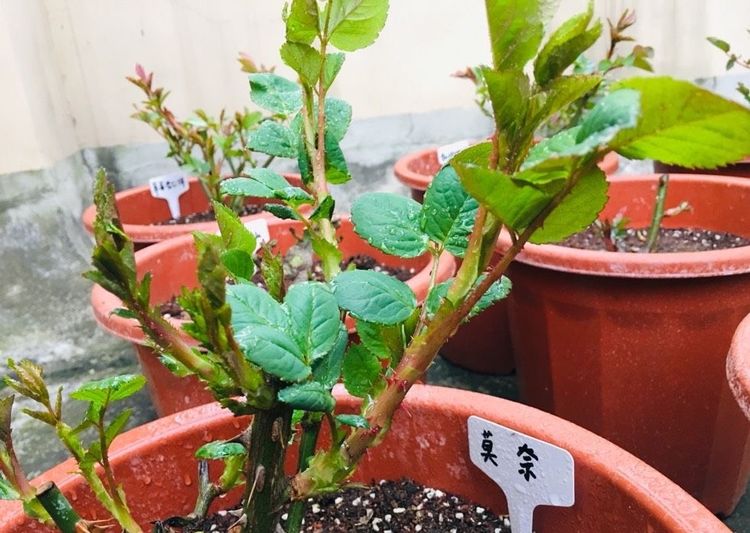 月季小苗培育盈利吗掌握哪些方法是关键