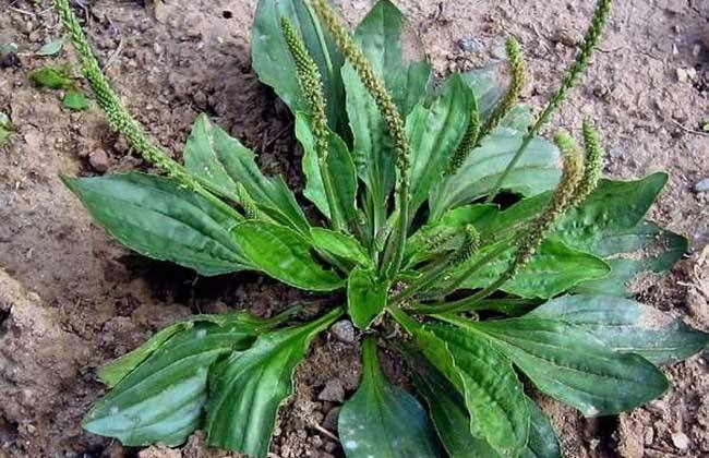 驻马店种哪些药草能盈利农业创收新选择