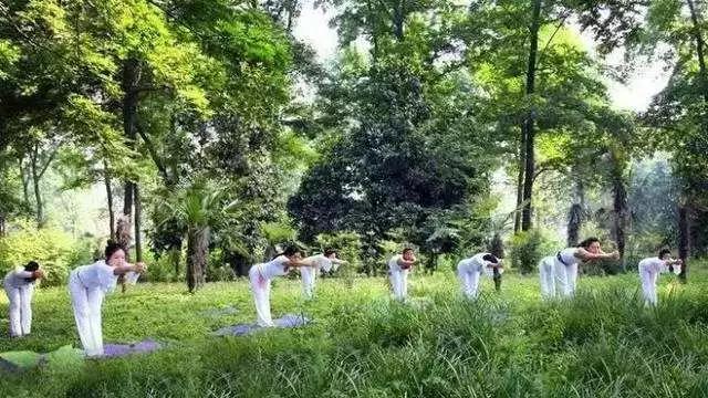 成都哪些风景树种植赚钱多适宜本土的盈利植物推荐