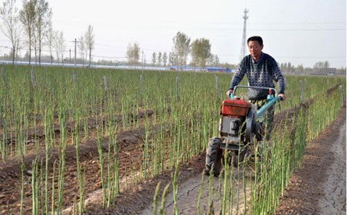果园中哪些蔬菜种植效益高如何提升果园附加收益