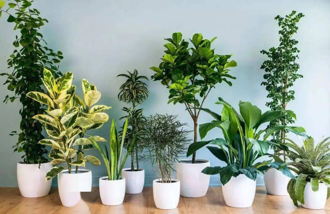 校园种植哪些植物能盈利适合校园栽培的绿植推荐