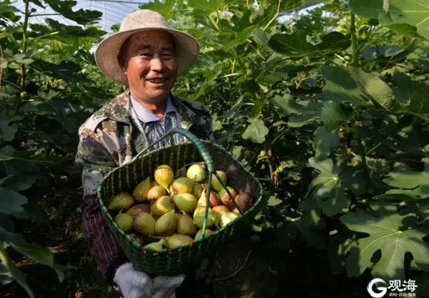 青岛种植无花果能盈利吗探秘青岛无花果采摘基地数量