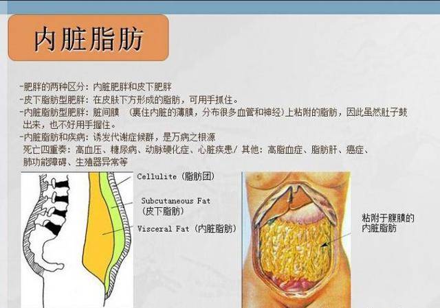刷内脏脂肪代餐有哪些推荐