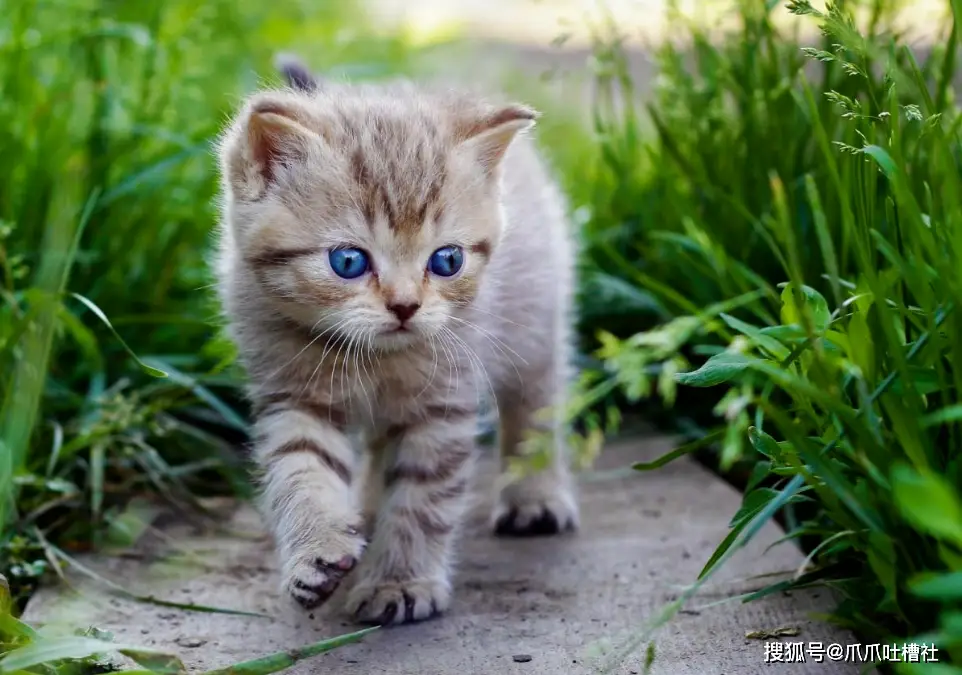南猫代刷和猫猫代刷哪个更靠谱