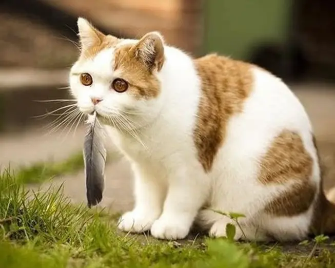 反复刷题真的像桑代克猫吗