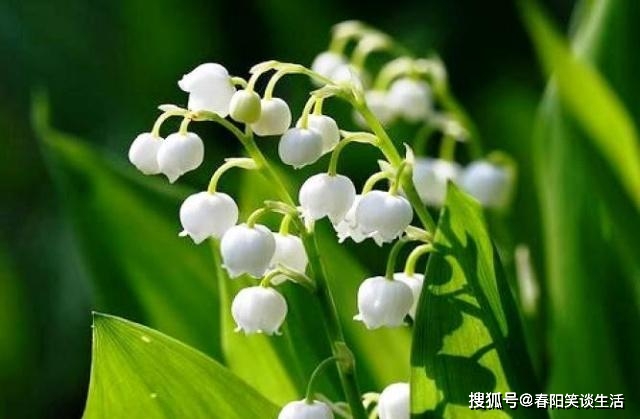铃兰刷赞可行吗