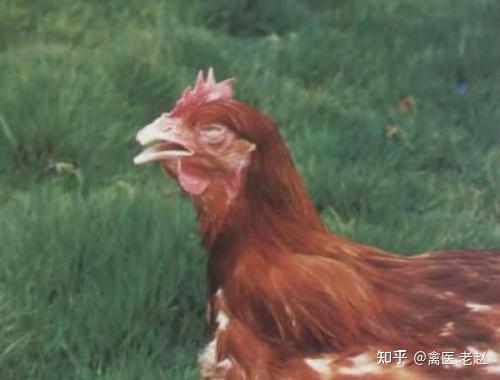 社会鸡刷赞现象是什么