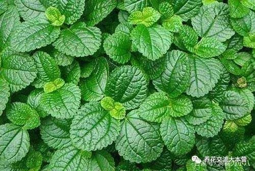 什么是薄荷蓝刷赞