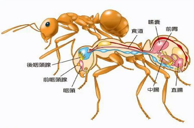 蚂蚁空间如何高效刷赞
