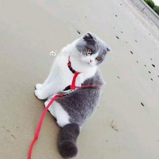 冰冰超人刷赞是真的吗