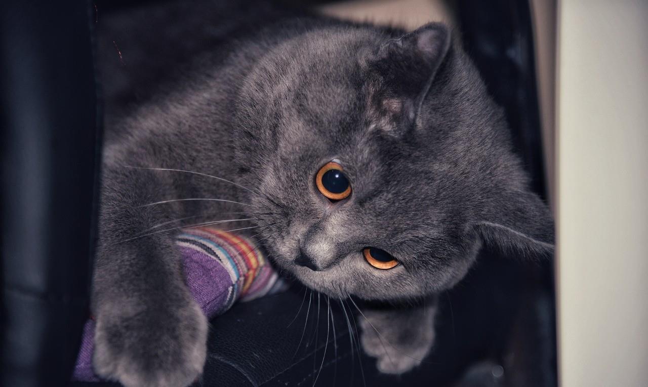 蓝猫刷赞事件是真的吗